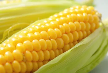 Čistené sušené kukuričné zrná vo vreci a na drevenom povrchu