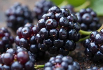 Čerstvé černice v miske a na drevenom stole s domácim černicovým lekvárom